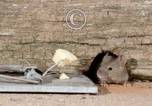 House Mouse and Trap DM0592